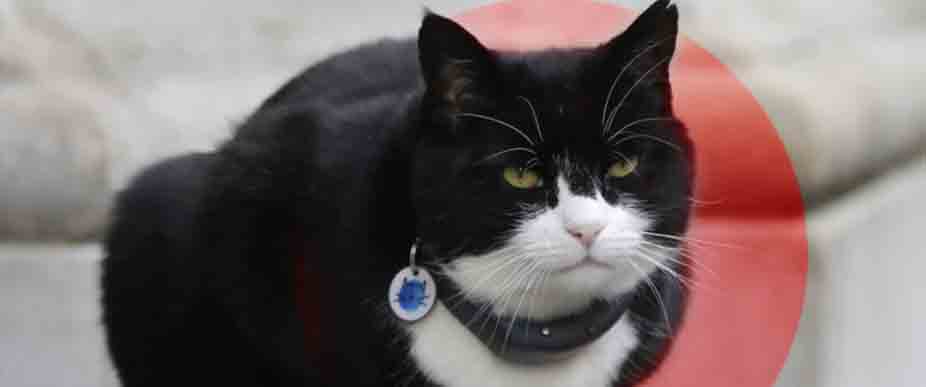 INGLATERRA: fallece el gato diplomático Palmerston