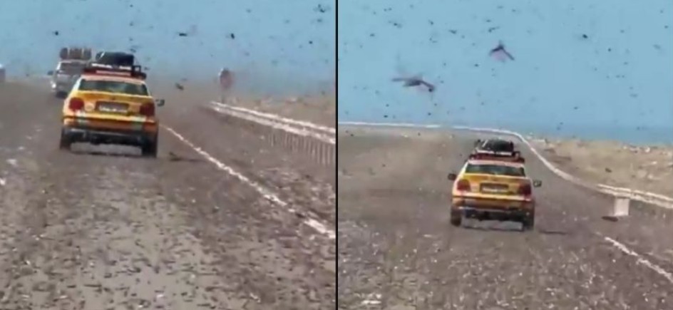 Miles de langostas aterrorizan a automovilistas en carretera