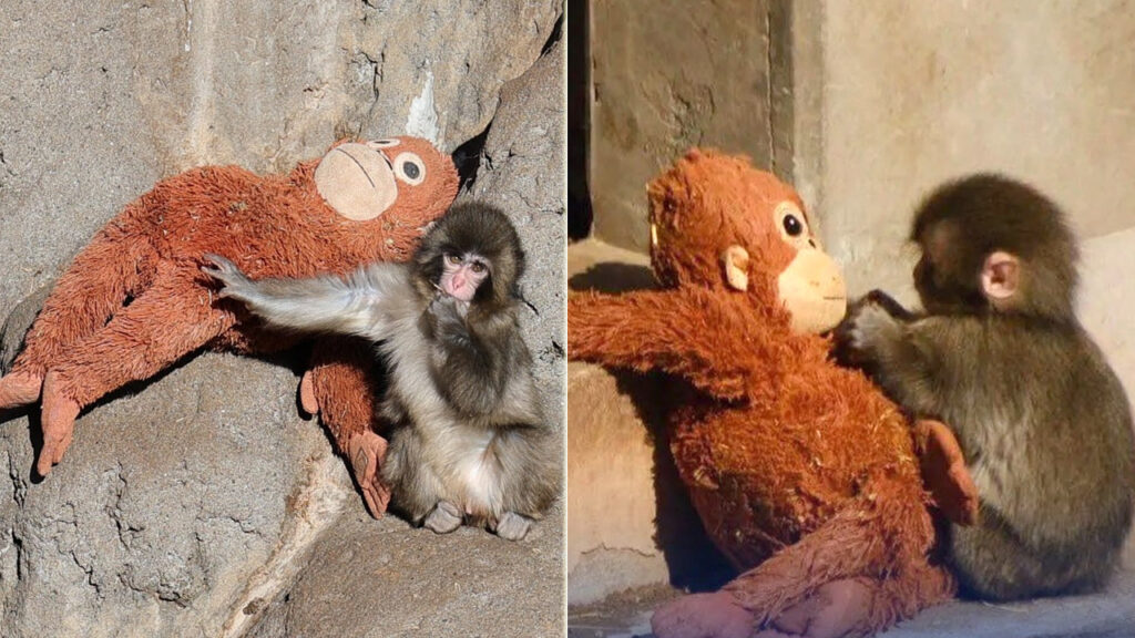 Monito huérfano encuentra consuelo en un orangután de peluche en Japón