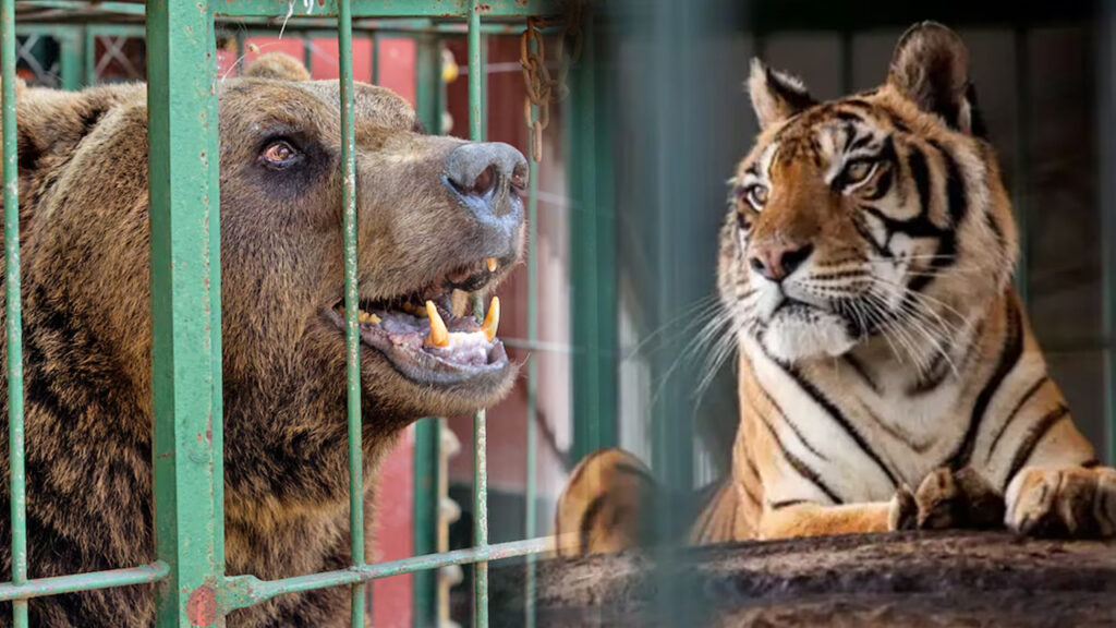 Trasladan a Europa a dos osos pardos y una tigresa rescatados de un zoológico clausurado en Argentina
