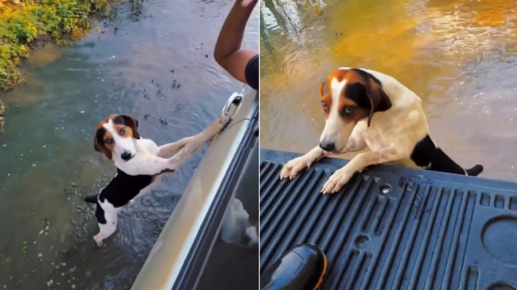 Colombia: perrito corre por su vida tras quedar abandonado en medio de una inundación