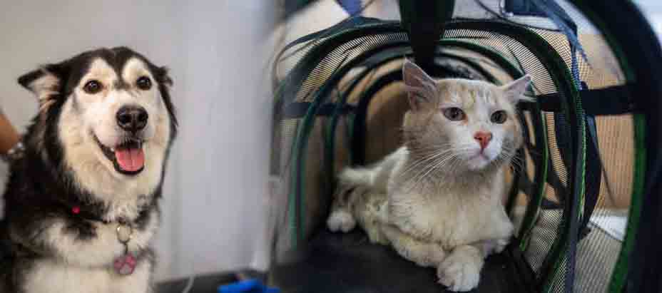 Inician campaña de vacunación contra la rabia