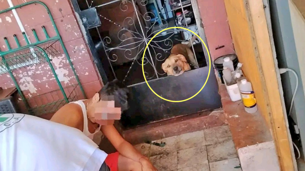 Perro desconoce a sus propios dueños y los ataca ferozmente
