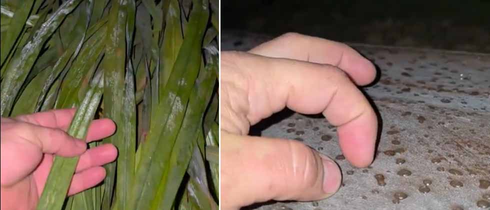 Zonas altas de Chalatenango amanecen cubiertas con escarcha tras bajas temperaturas