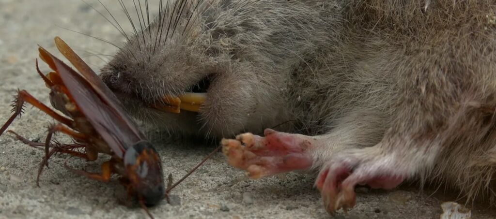 Zoológicos de EUA permiten nombrar cucarachas y ratas con el nombre de tu ex por San Valentín