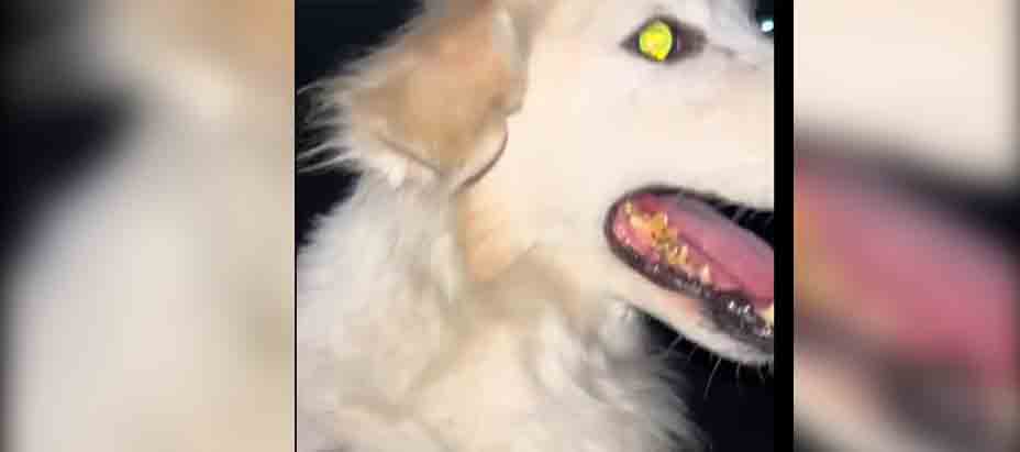 Rescatan a peludito que estaba desorientado en calle a Mariona