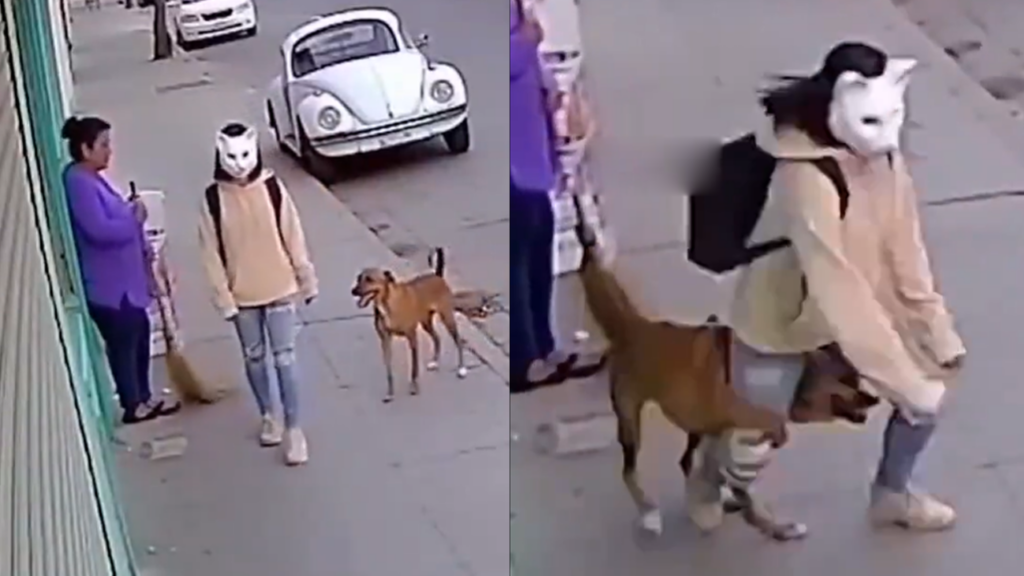 Therian gato es atacado por un perro en plena vía pública