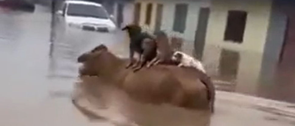 Colombia: animales se aferran a una vaca para no morir ahogados por las inundaciones