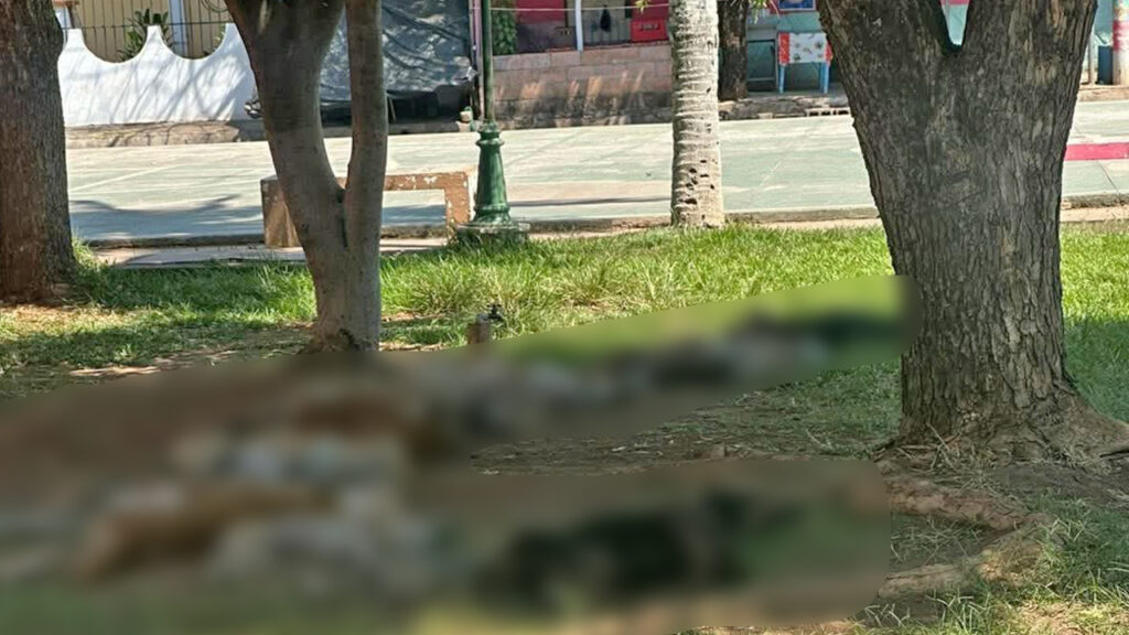 Denuncian envenenamiento masivo de perros en San Miguel
