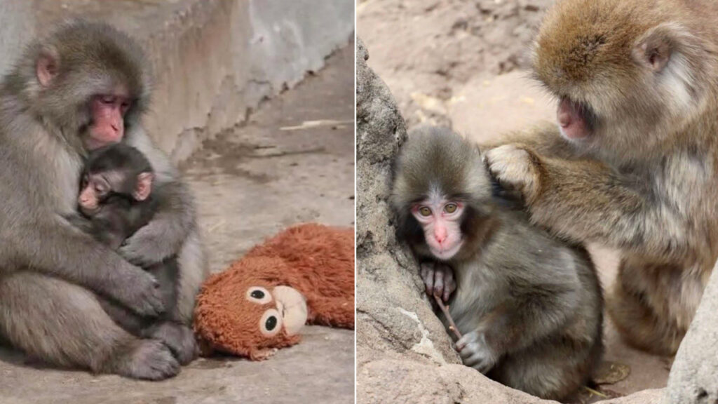 Punch es finalmente aceptado por su manada