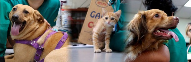 UES reapertura su clínica veterinaria de especies menores