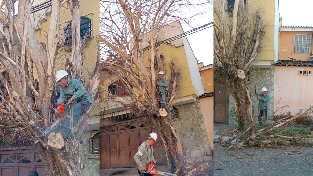 Intervienen viejo árbol que representaba un peligro para habitantes de San Salvador