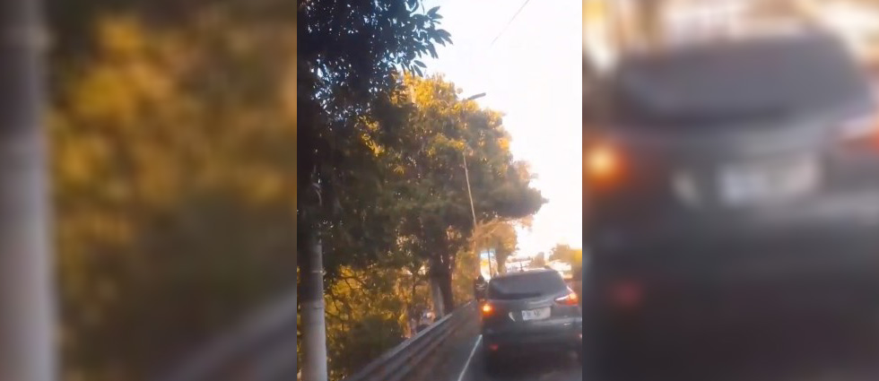 VMT ¡multa con $300! a conductor que detuvo su auto para bajar mangos en plena vía