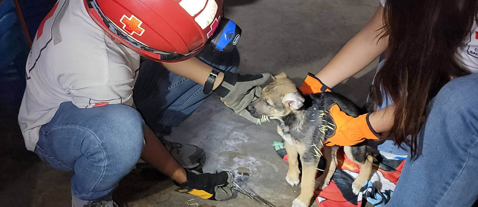 Auxilian a perrito tras tener un encuentro con un puercoespín en Quezaltepeque
