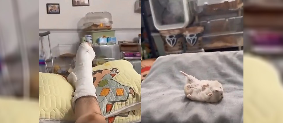 ¡Viralizan tierno video de hámster que imita a su dueño tras romperse la pierna!
