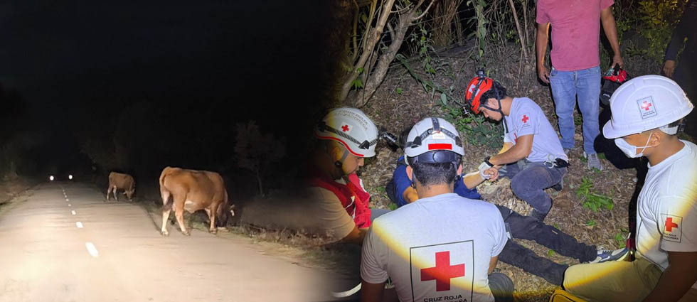 Joven conductor acaba en el hospital tras impactar contra una vaca que estaba en plena vía en Santa Ana