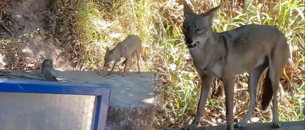 Trabajadores alimentan a coyote en zona rural de Soyapango