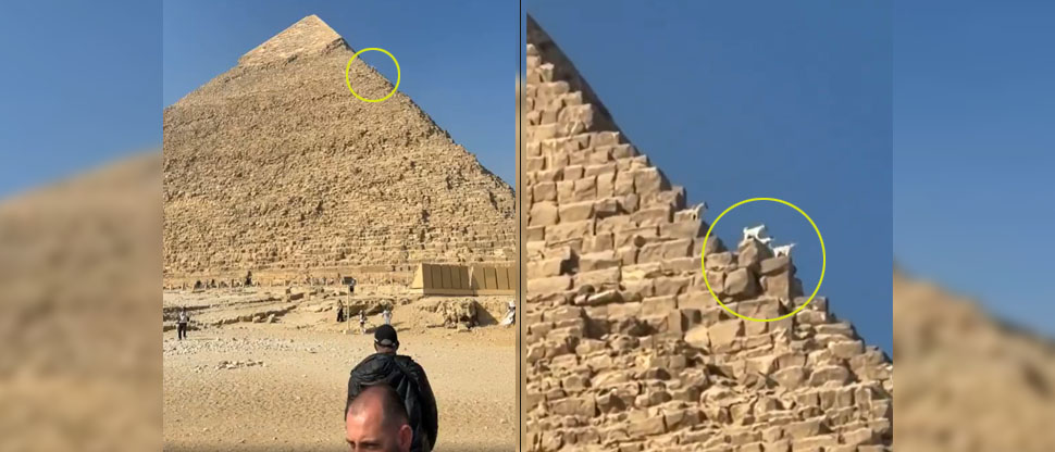 Perritos se viralizan al escalar en la cima de una de las pirámides de Egipto