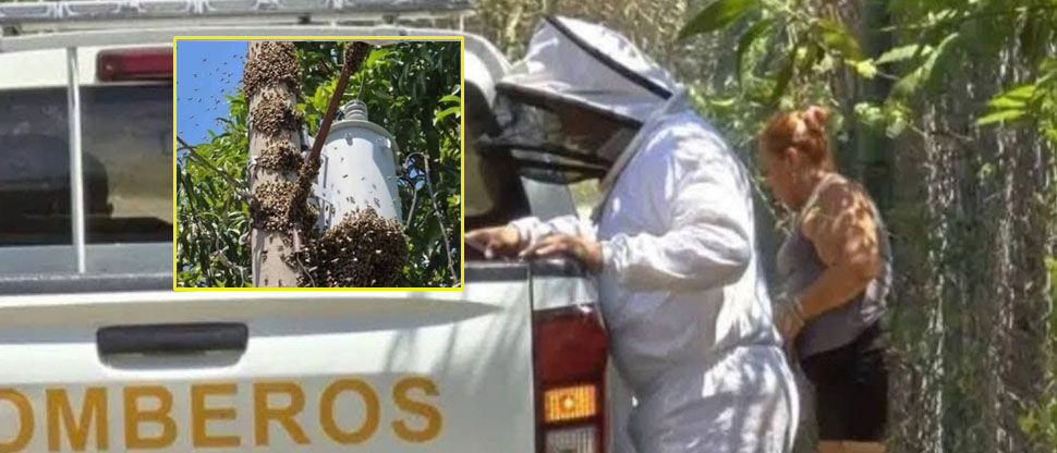 Otro ataque de enjambre de abejas, esta vez a una familia de La Libertad