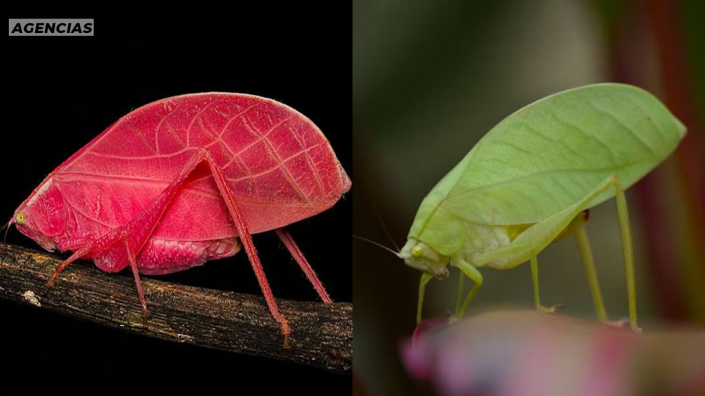 Panamá: descubren grillo rosado capaz de modificar su tonalidad en la selva
