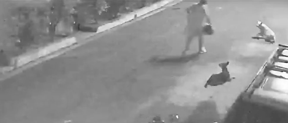 Perritos casi atrapan a ladrón después que hurtó un casco de motociclista en Izalco