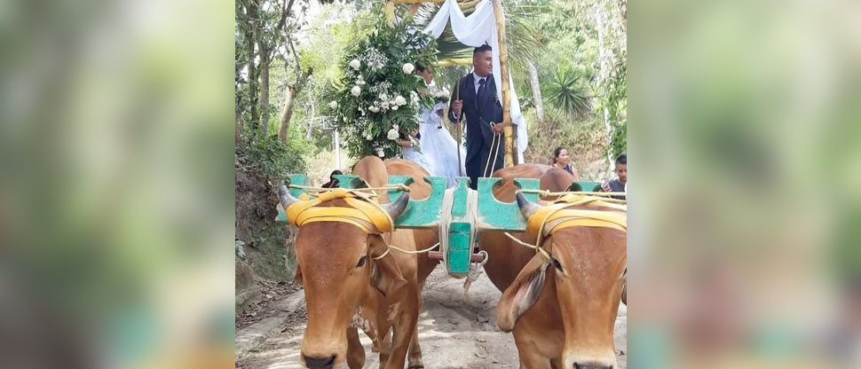 Pareja de recién casados se viraliza en redes por llegar en carreta a su fiesta