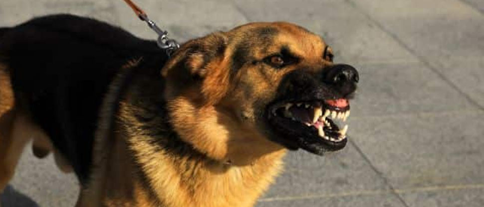 Perro ataca a residente en la colonia Montecarmelo y hoy su dueño debe pagar $765