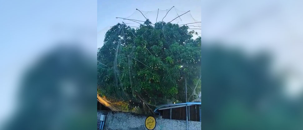 Brasil: hombre pone una red para evitar que vecinos le agarren los mangos de su árbol