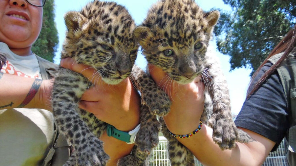 Nacen en México crías de leopardo africano, una especie en peligro de extinción