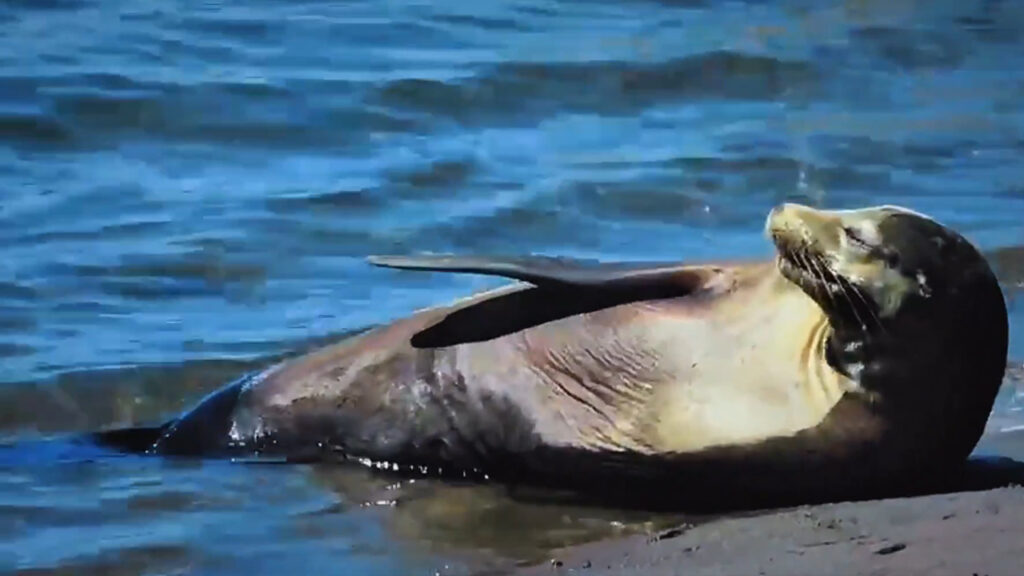 León marino sigue en las costas salvadoreñas, “descansando frente al mar”