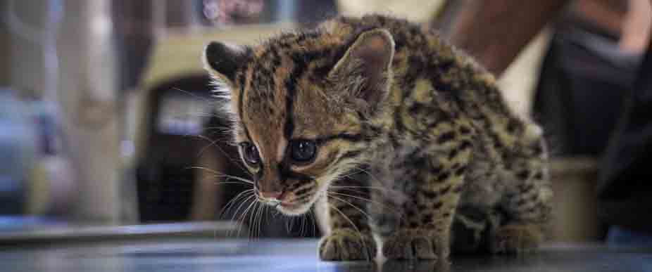 Encuentran a tigrillo juvenil en Zaragoza