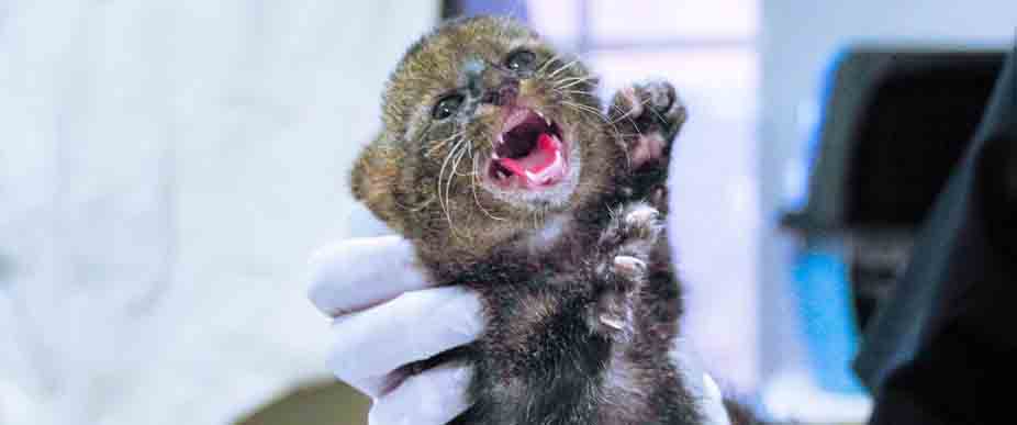 Atienden a gato zonto que tiene bajo peso, deshidratación y debilidad