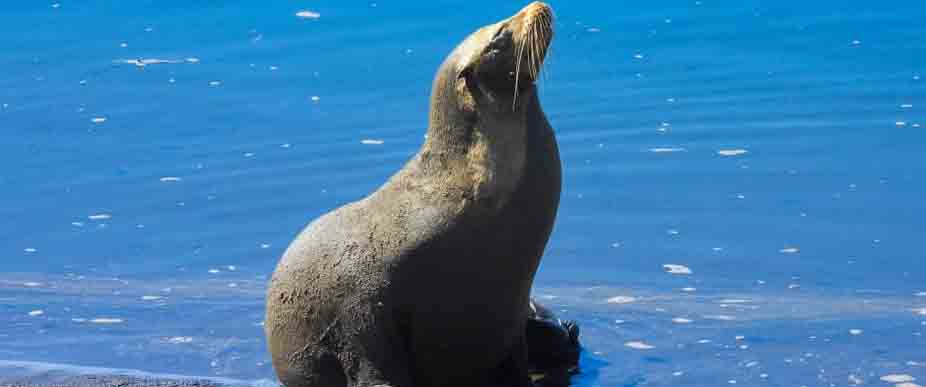 León marino «visita» temporalmente en las playas de El Salvador