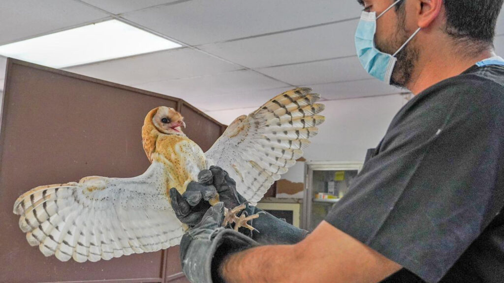 Rescatan a lechuza que fue atacada por una mascota en La Paz
