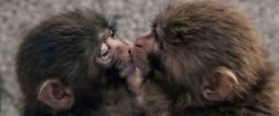 El macaco Punch se viraliza tras conocerse que tiene novia