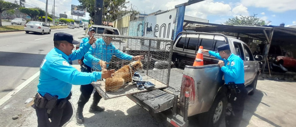 Rescatan a perrito que tenían en malas condiciones en un taller de San Salvador