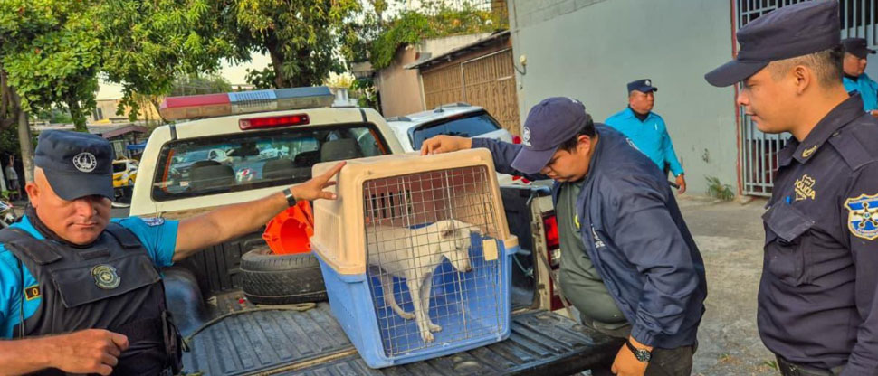 Rescatan a perrito que era maltratado por su dueño