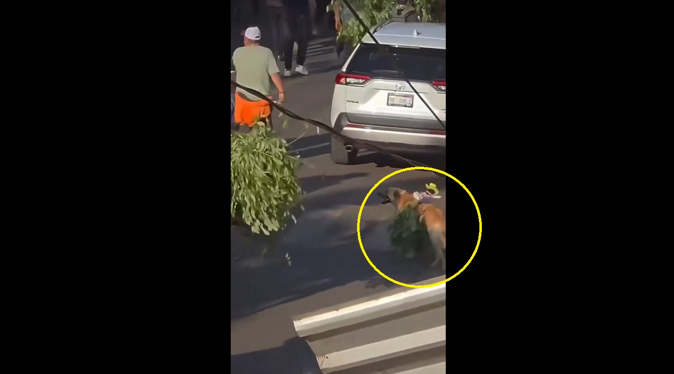 Perrito se filtra entre los burros en procesión de Domingo de Ramos