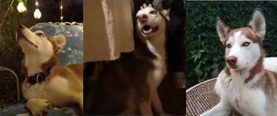 Buscan a Milo tras perderse en centro comercial de San Salvador