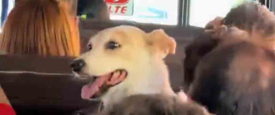 Viralizan a perrito que viaja «feliz» en bus de la ruta 101-A