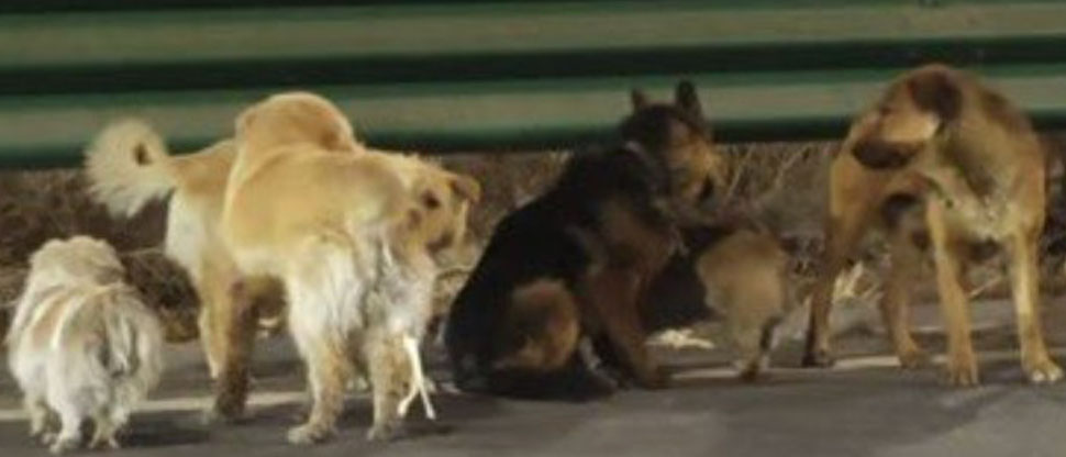 China: siete perros robados se fugan para regresar a sus casas tras un viaje de 17 km