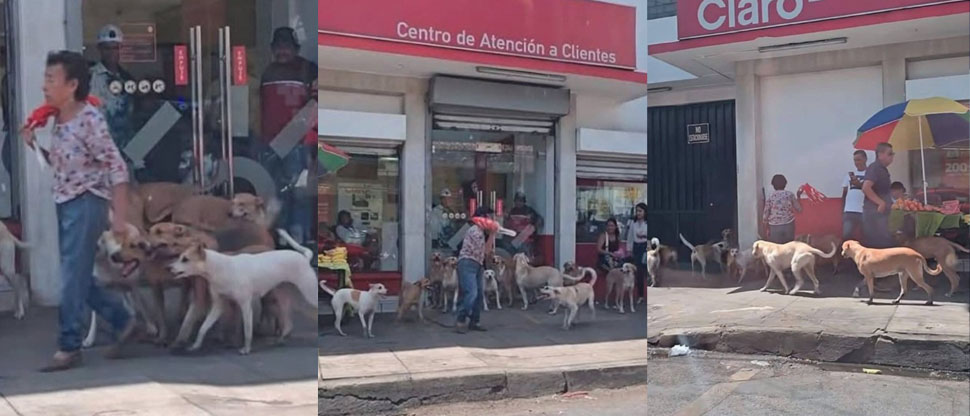 Se viralizan fotos de mujer con sus mascotas y la han bautizado como «La encantadora de perros»
