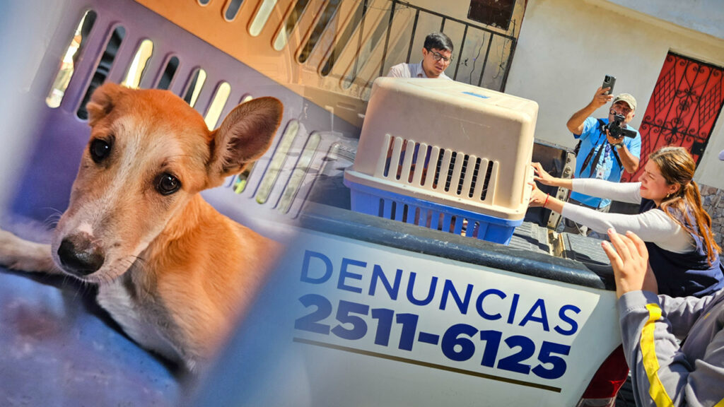 Otro perrito que también recibía maltratos es rescatado en San Salvador