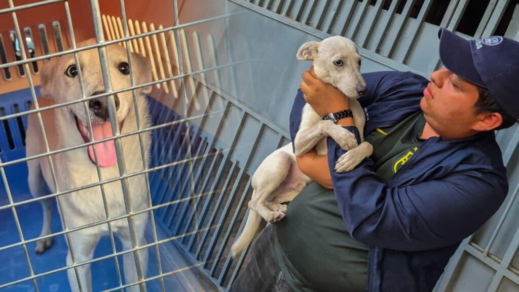 Rescatan a perrito que era maltratado por su dueño en San Salvador