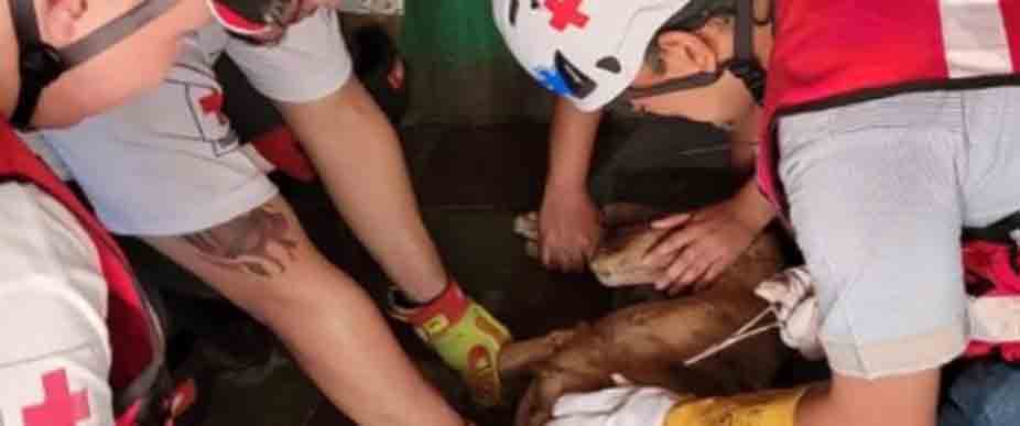 Socorristas auxilian a peluditos por púas de puercoespín en Quezaltepeque