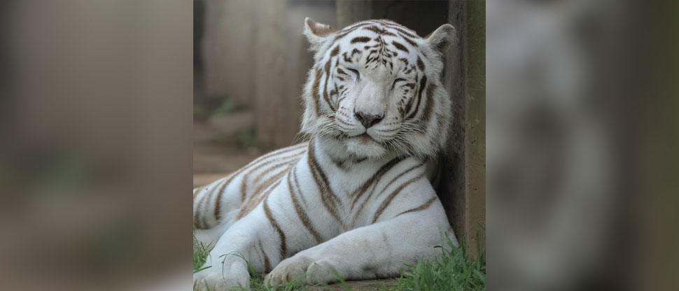 Guatemala: Zoológico La Aurora informa el fallecimiento de su tigre de Bengala Romina