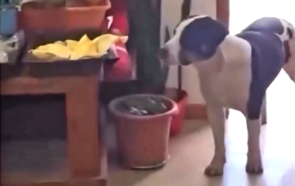La reacción de un perrito que robó comida y conmovió a miles en las redes