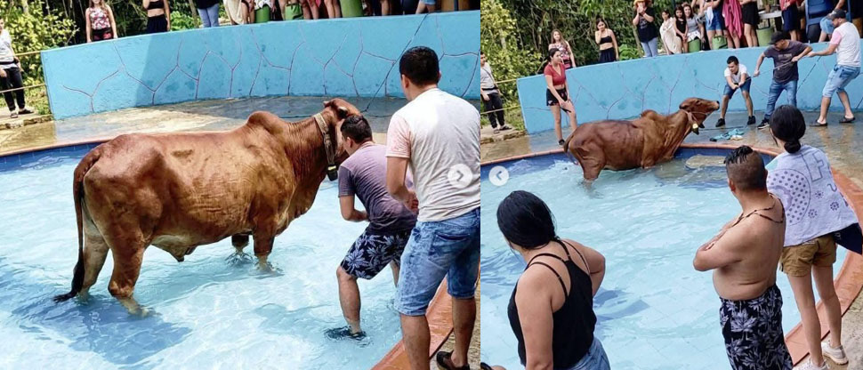 Ola de calor obliga a una vaca a meterse a una piscina de un balneario a refrescarse