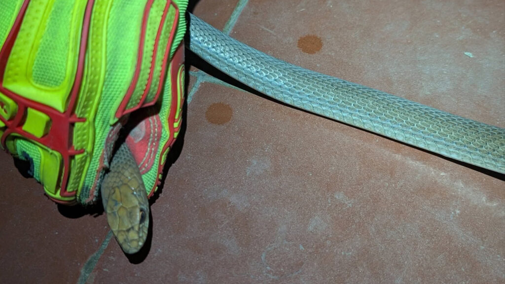 Atrapan culebra zumbadora que se coló en una vivienda en Quezaltepeque