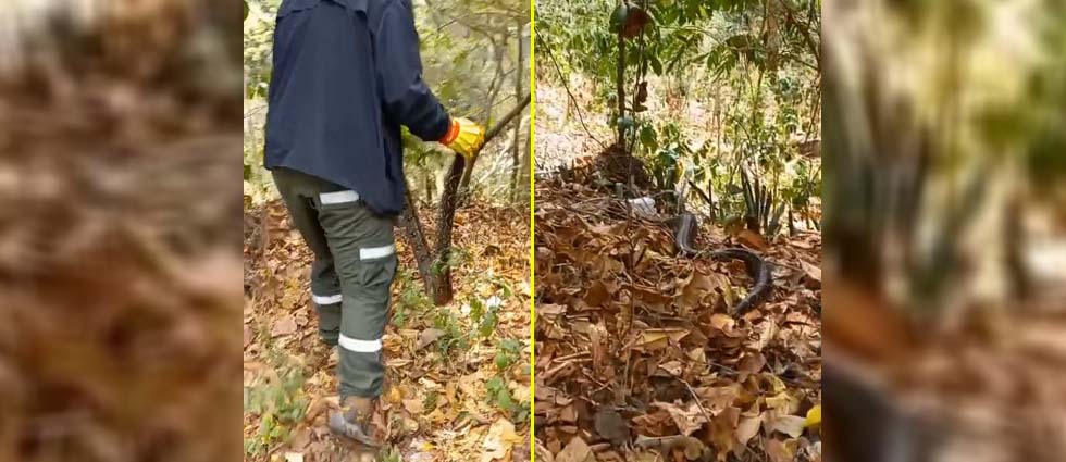 Socorristas capturan y liberan a boa constrictor de gran tamaño en Santa Ana
